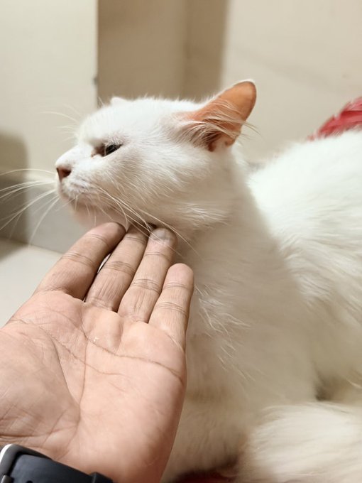 A close-up photo of a white cat being gently stroked under its chin by a person's hand, with the cat appearing relaxed and content.