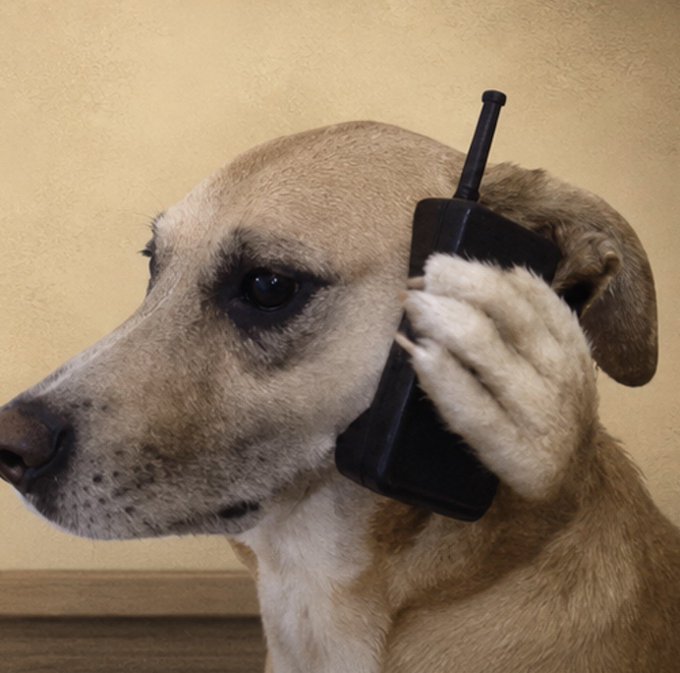 A tan dog holds a black smartphone to its ear like a trader taking a call, humorously referencing the "$CallDog" token mentioned in the post, which the user allegedly flagged at a 2k market cap before it reached 350k.