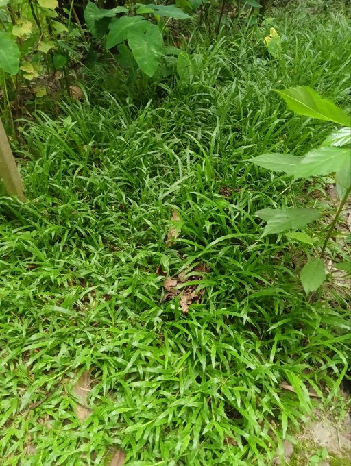 The image shows a lush green field with tall grasses and plants. The text in the image reads "Good morning my X family Happy sunday,rainy morning now @NomismaNetwork Alpha now @useTria @sleepagotchi @CNPYNetwork". This suggests that the post is about a group of people who have gathered to enjoy their time together on a sunny day. The presence of tall grasses and plants in the image further emphasizes this theme, as it creates an atmosphere of relaxation and leisure for those involved.