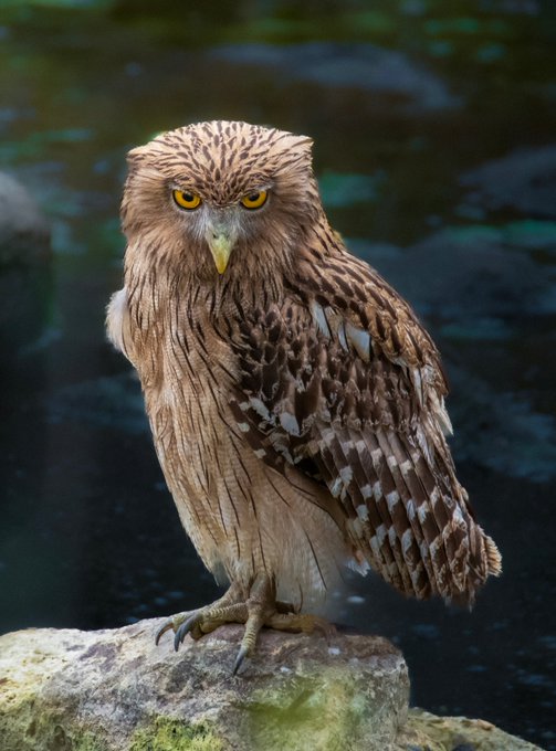 A brown and white owl with striking yellow eyes stands perched on a mossy rock in front of a dark body of water.