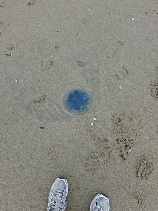 A top-down view of sandy beach with paw prints, small shells, and a blue jellyfish, with a pair of white sneakers visible at the bottom.