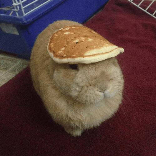 A fluffy tan rabbit sits on a maroon towel with a pancake balanced on its head.