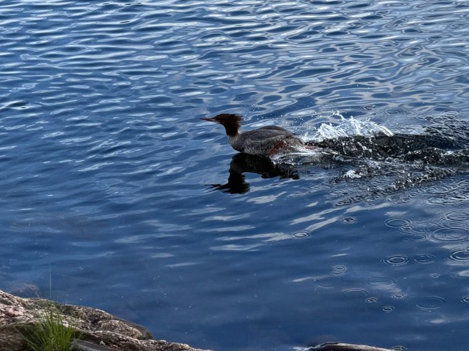 A photograph of a red-necked grebe (or similar waterbird) running across the surface of dark blue water, creating splashes as it moves.