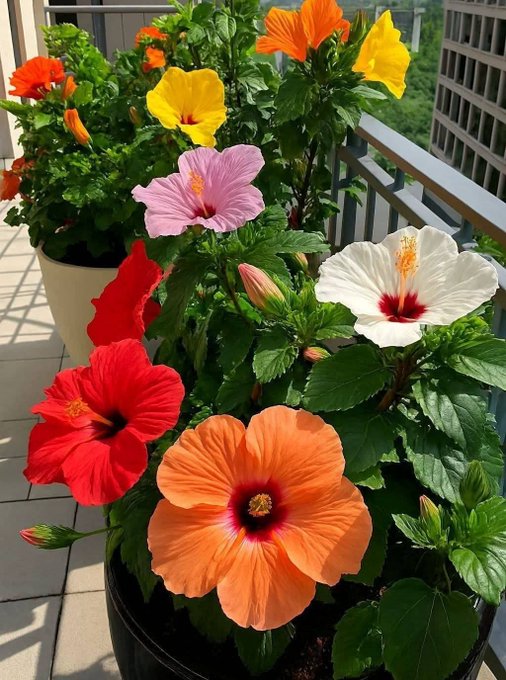 A vibrant potted plant on a balcony features large hibiscus flowers in shades of orange, red, pink, yellow, and white, with green leaves in the background.