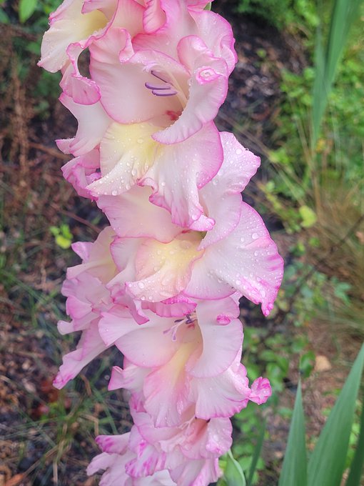 A close-up photograph of a tall stalk of pink and white gladiolus flowers covered in water droplets.