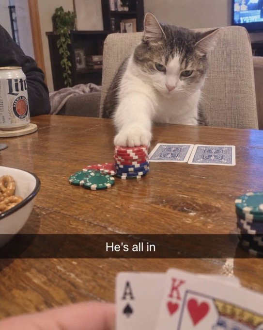 A humorous photo of a cat at a poker table putting its paw on its chip stack, captioned 'He's all in', while a hand holding the Ace of Spades and King of Hearts is visible in the foreground.