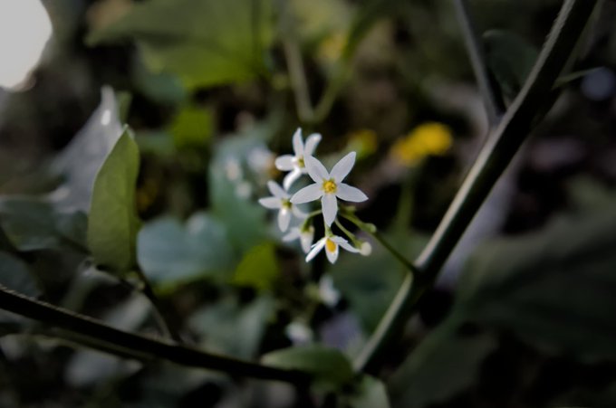 A close-up photograph of delicate white star-shaped flowers with yellow centers blooming among green foliage.