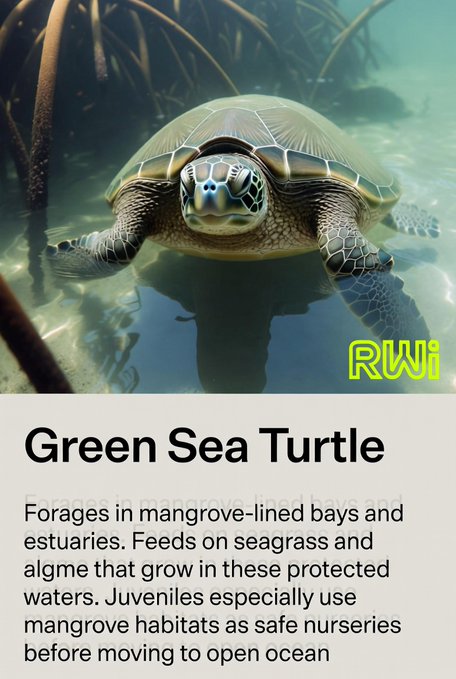 An underwater image of a green sea turtle swimming toward the camera, with text below reading 'Green Sea Turtle' and a description about its mangrove habitat, alongside an 'RWi' watermark.