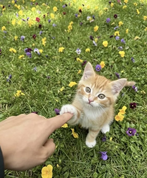 An adorable orange and white kitten sits in a grassy field filled with yellow and purple flowers, reaching its paw out to touch a person's finger.