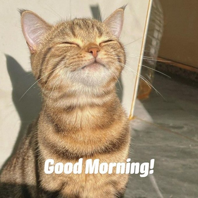 A tabby cat basks in the sunshine with eyes closed in contentment, captioned "Good Morning!"—a fitting, cheerful greeting that pairs with the author's positive update about resolving OpenSea minting issues ahead of today's launch.