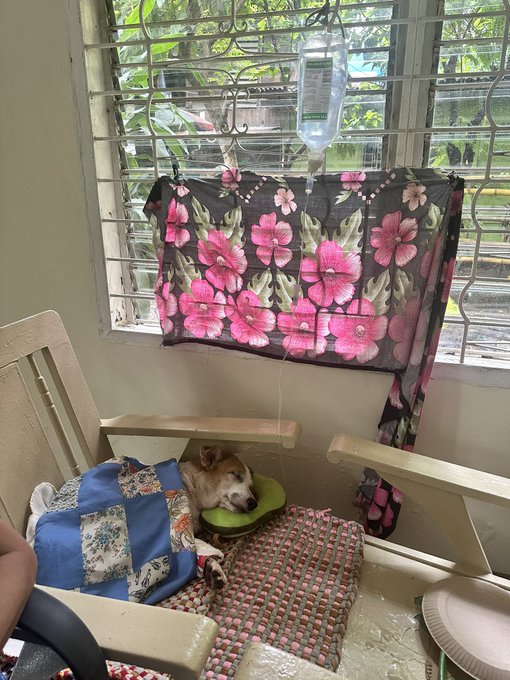 A small dog sleeps peacefully on a chair under a pink floral cloth hanging from a window, with an IV drip bottle suspended above. The setup appears to be a makeshift recovery area, with the dog resting on a colorful pillow next to a woven mat.