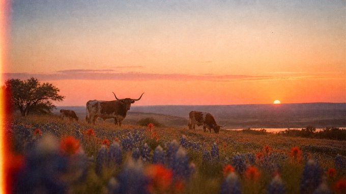 A scenic landscape at sunset featuring two longhorn cattle and a field of red and blue wildflowers under a colorful sky.