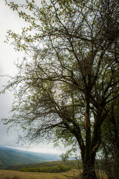 A photograph looking up at a tall tree with sparse leaves, with a landscape of rolling green hills visible in the background beneath a cloudy sky.