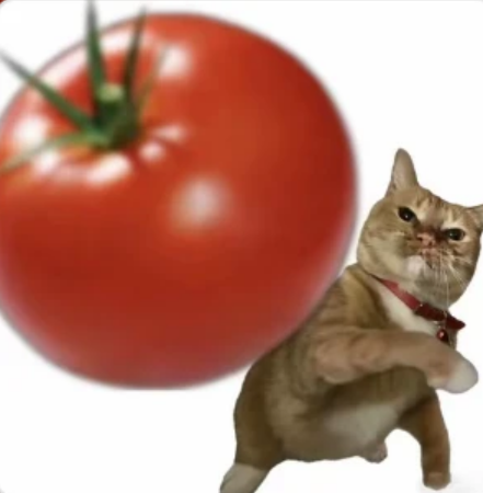 A meme-style image featuring a grumpy-looking orange cat wearing a red bandana standing on its hind legs next to a large red tomato against a white background.