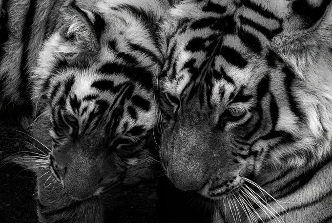 Black and white close-up photograph of two tigers resting their heads together, with detailed fur and stripe patterns visible.