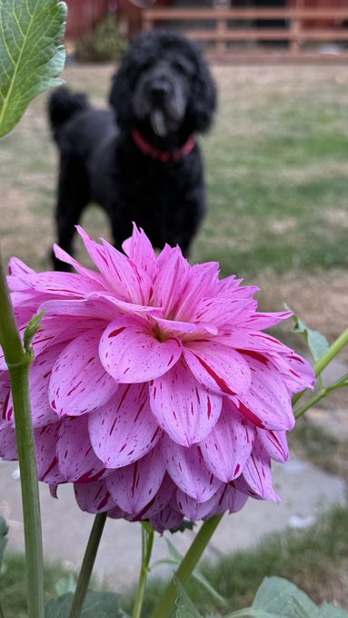 A black fluffy dog wearing a red collar stands in the background of a grassy yard, while a large pink dahlia flower dominates the foreground.
