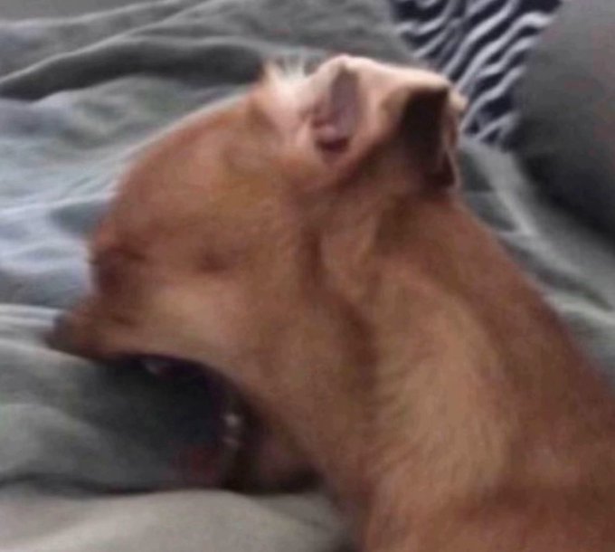 A blurry close-up of a reddish-brown dog appearing to scream or yawn widely on a grey blanket.