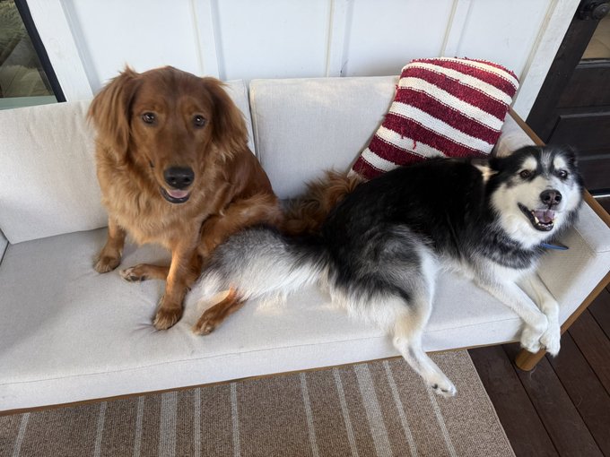 A smiling golden retriever and a tabby cat pose together on a porch, delivering a friendly "gm" (good morning) to the crypto community.