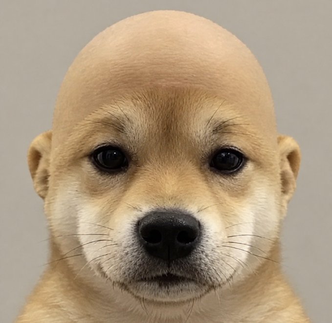 A close-up portrait of a bald, tan chihuahua with a wide, innocent stare and subtle smirk directly faces the camera, embodying the smug yet endearing confidence of "the guy she told you not to worry about."