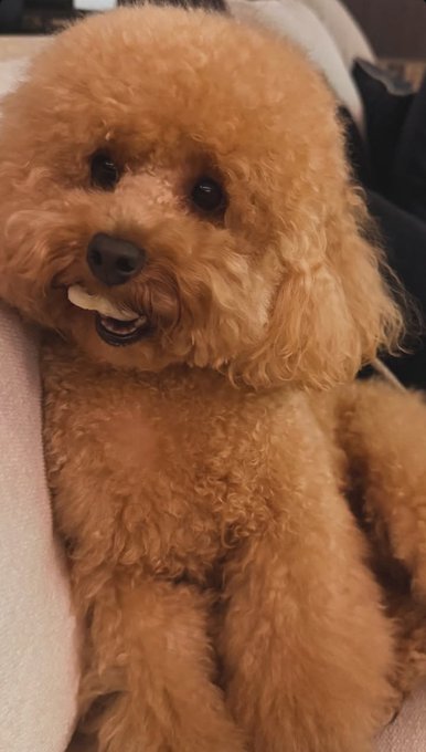 A close-up shows a small curly apricot-colored dog sitting against a pale cushion, with its mouth slightly open and one small object visible near its teeth.