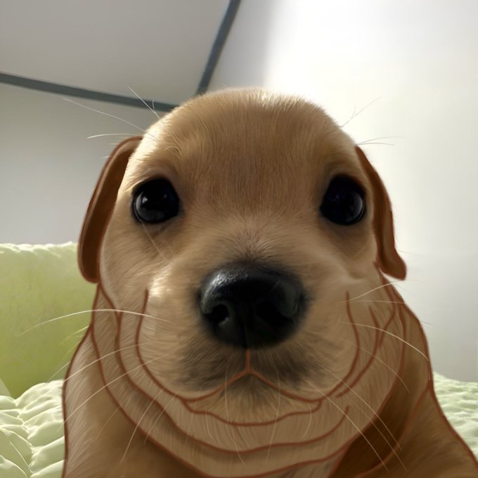 A close-up portrait of a small tan puppy with large dark eyes, looking directly at the camera with detailed whiskers and a black nose.