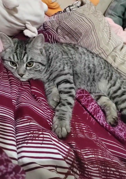 The image features a gray cat lying down on top of a bed with striped sheets, surrounded by various stuffed animals including a teddy bear. The cat appears relaxed and comfortable as it lays on its side, possibly enjoying some rest or playtime.