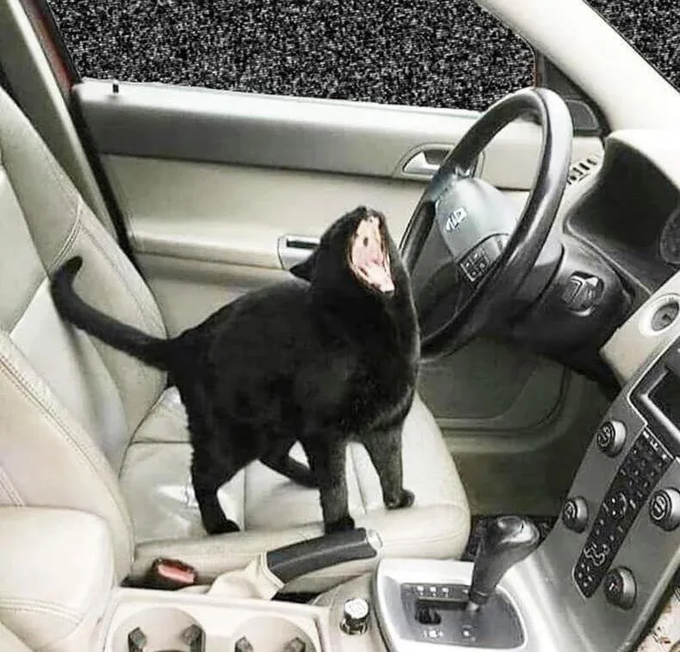 A black cat sits on the passenger seat of a car, its head tilted back with its mouth wide open, appearing to scream or meow loudly.