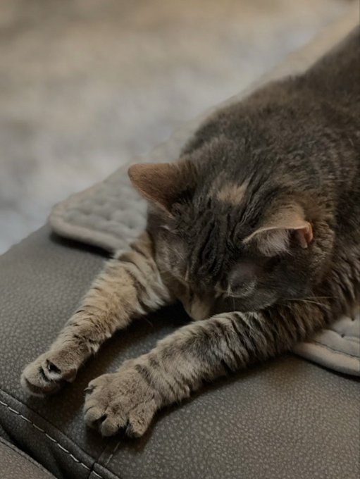 A close-up shot of a tabby cat with its eyes closed, appearing relaxed or asleep while stretching its front paws on a dark textured surface, possibly a couch or bag.