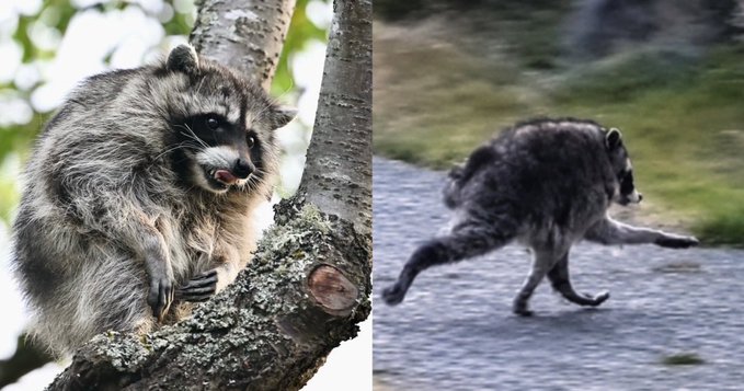 A split image showing two raccoons: one perched in a tree with its mouth open showing teeth, and another running across a paved road at night.