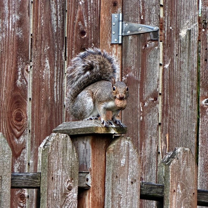 A squirrel stands on a wooden bird feeder attached to a weathered wooden fence, holding food in its mouth.