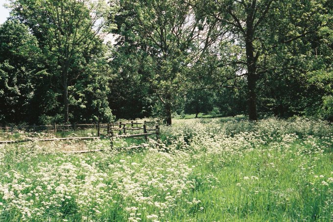 A peaceful meadow filled with white wildflowers and tall trees, with a rustic wooden fence in the background. The serene nature scene pairs with the post's relaxed weekend vibe, suggesting a calm Saturday morning while checking in on the @CNPYNetwork testnet.