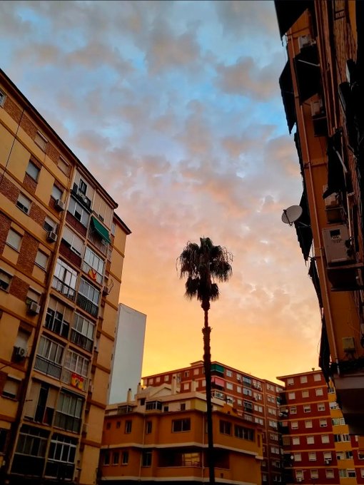 A palm tree stands silhouetted against a dramatic sunset sky, framed by urban apartment buildings, with no visible text or signage. The image's serene evening atmosphere contrasts with the post's message about quantum computing networks, offering a calm visual backdrop to the technical concept of shared quantum processing power.
