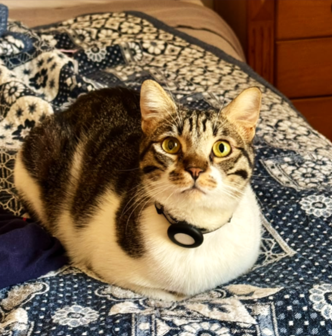 Photo of a chubby tabby and white cat with striking yellow eyes wearing a black breakaway collar, sitting in a loaf position on a blue and white patterned bedspread.