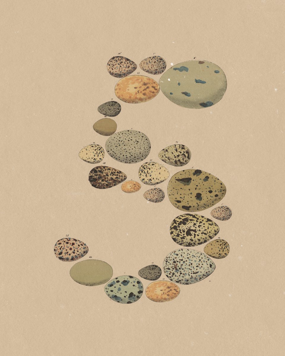 A vintage scientific illustration showing various speckled and patterned bird eggs arranged in a decorative cluster on a tan background.