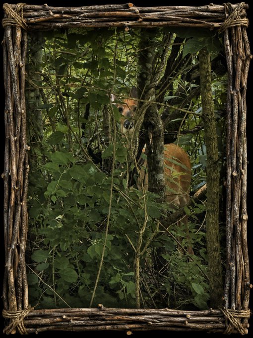 A rustic twig frame surrounds a photograph of a deer partially hidden behind dense green foliage and tree trunks in a forest.