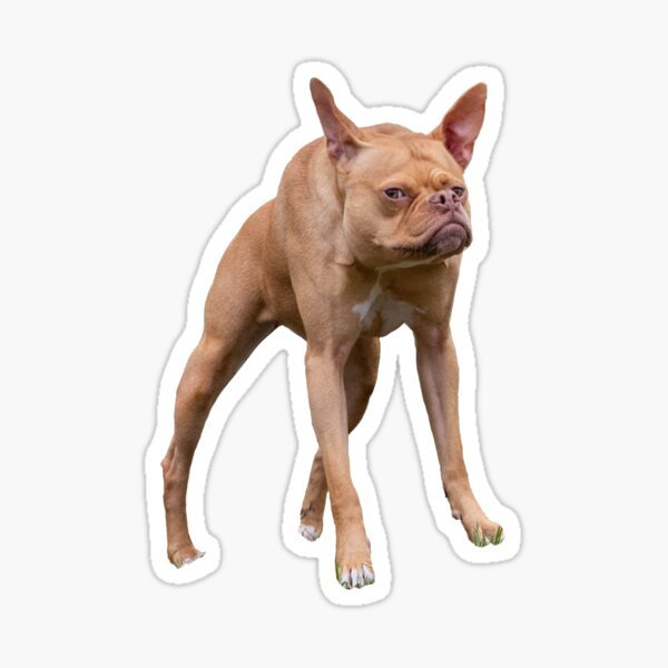 A tan French Bulldog stands alert with its signature bat ears perked up, presented as a sticker-style image on a white background. The dog fits the "frog queen" caption due to its squat stance, wrinkled face, and loyal companion energy, complementing the playful $ivy ticker reference.