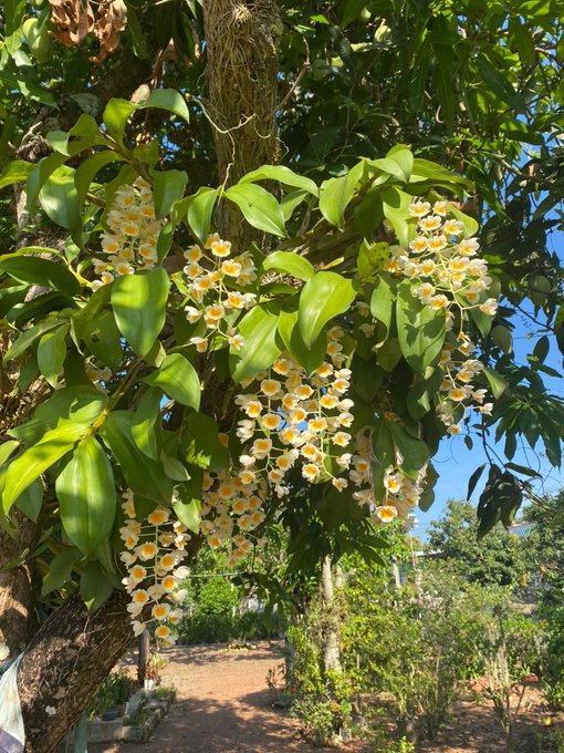 A flowering tree covered in clusters of small white blossoms with yellow centers stands in a sunny garden.