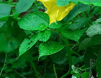 A close-up photograph of lush green leaves covered in water droplets, with a bright yellow flower blooming in the background.