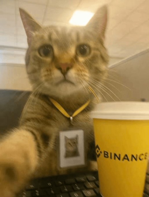 A cat sitting at a keyboard with a Binance-branded yellow cup beside it, wearing a tag with a cat photo, in an office-like setting.