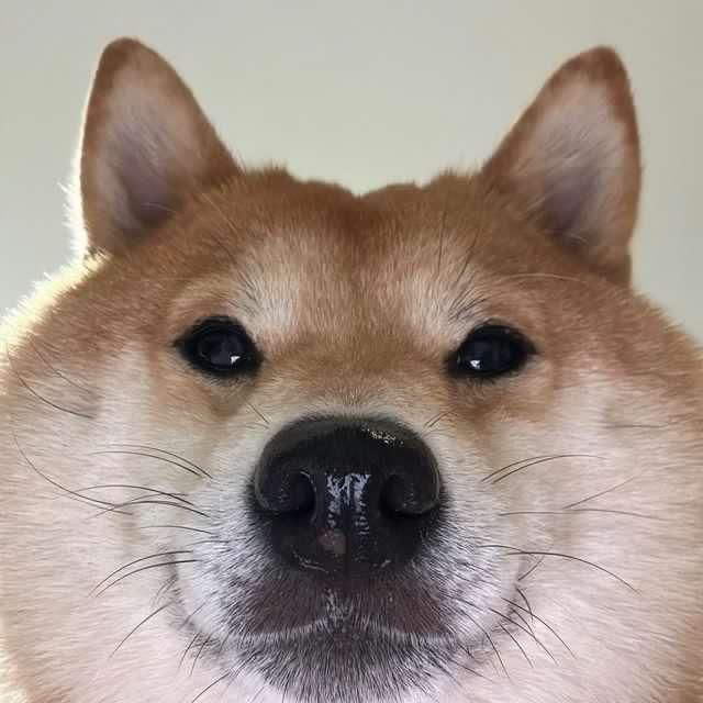 A close-up of a Shiba Inu with a knowing, slightly worried expression stares directly at the camera. The dog's intense, wide-eyed gaze humorously mirrors the cautious concern in the caption about accumulating more $NEAR than $HYPE.