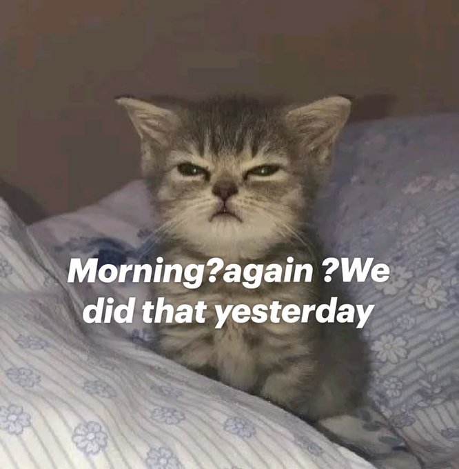 The image features a cute kitten sitting on top of a bed with its eyes wide open, giving off an angry expression as if it's shouting at someone. The caption below the image reads "Good morning While many projects chase hype, @NomismaNetwork focus on stability stands out. That same quiet confidence is what I felt discovering @Racerz_eth Will you be on the starting grid or watching from the sidelines?".