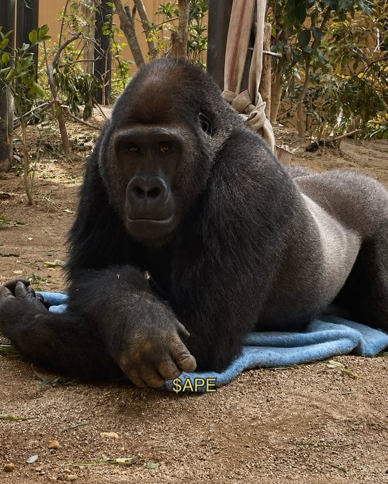 A large gorilla with dark fur sits on a blue blanket on dirt ground, with a yellow '$APE' text overlay at the bottom.