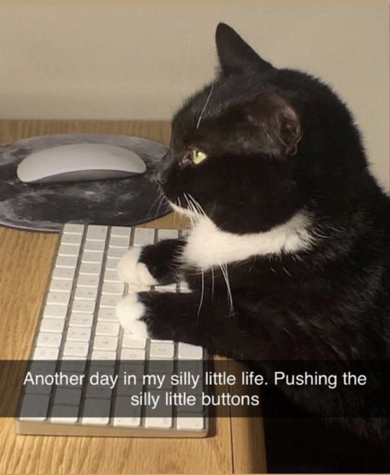 A black and white tuxedo cat rests its paws on a white Apple keyboard next to a Magic Mouse, with the caption "Another day in my silly little life. Pushing the silly little buttons".