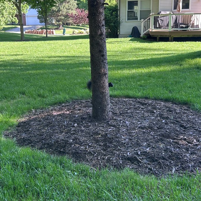 The image shows a tree with its trunk sticking out of the ground, surrounded by grass. The tree appears to be growing around a large tree stump or root, creating an interesting contrast between the two trees. In the background, there are houses visible behind the trees and bushes, adding depth to the scene. The post in the image has a message that reads "#stepn #heal3 頭隠さず尻隠さず". This message seems unrelated to the main subject of the photo but could be interpreted as an artistic or symbolic element within the scene, possibly representing growth and change.