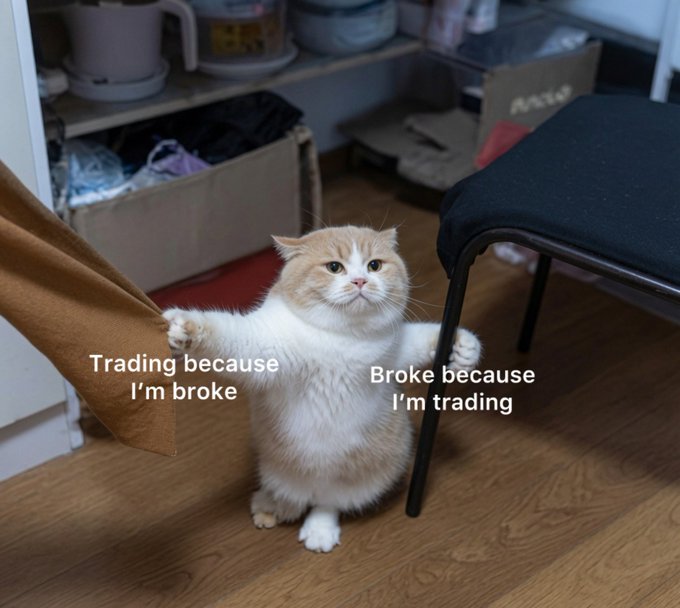 A fluffy cream-colored cat stands on its hind legs between a curtain and a chair, with text reading "Trading because I'm broke" on the left and "Broke because I'm trading" on the right, humorously capturing the cycle of financial trading.