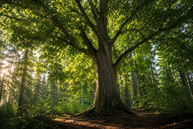 A large, majestic tree with a thick trunk and lush green canopy standing in a sunlit forest with rays of light filtering through the leaves.