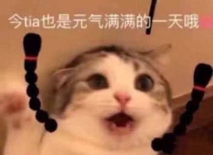 A cat meme with Chinese text '今天也是元气满满的一天哦' (Today is also a day full of energy), featuring a surprised-looking cat with braided hair accessories.