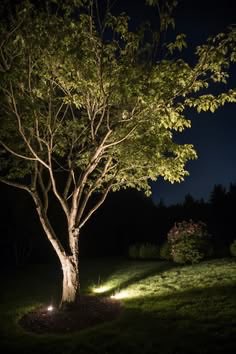 A small tree is dramatically uplit at night by landscape lights, illuminating its green foliage and trunk against a dark yard.