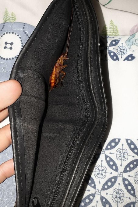 An orange cockroach peeking out from inside a black bag or pouch, held open by a person's hand against a patterned fabric background.