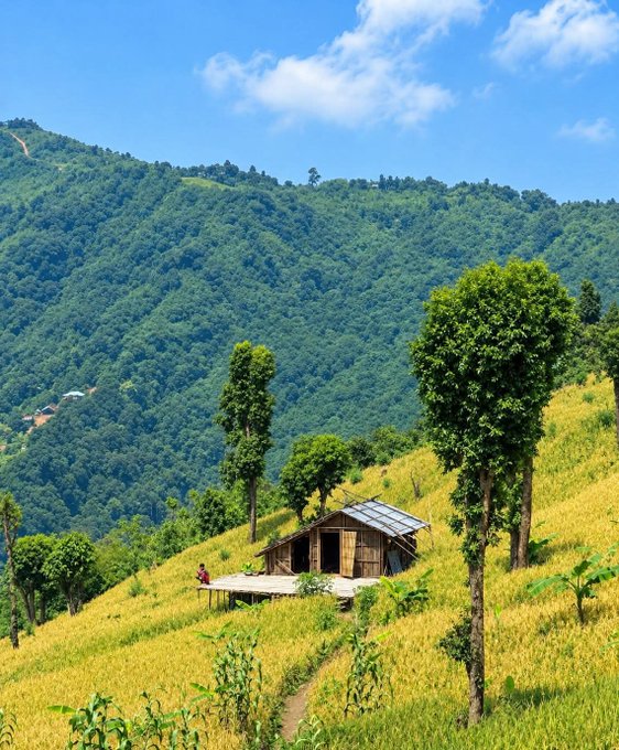 A scenic landscape showing a small bamboo hut with a thatched roof situated in a terraced rice field with golden crops, surrounded by lush green mountains under a blue sky with scattered clouds.